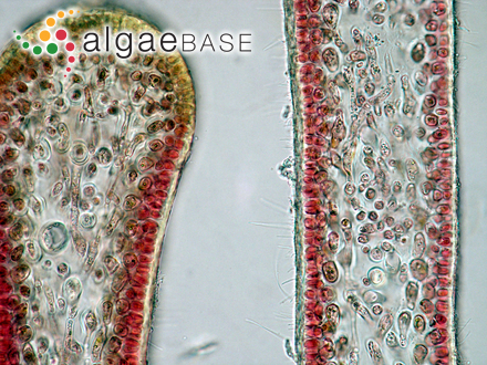 Cryptonemia palmetta (S.G.Gmelin) Woelkering, G.Furnari, Cormaci & McNeill