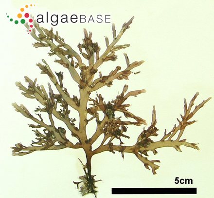 Chondria crassicaulis Harvey