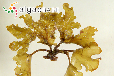 Spatoglossum stipitatum (Tanaka & K.Nozawa) Bittner <i>et al.</i>