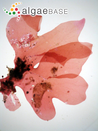 Acrosorium acrospermum (J.Agardh) Kylin