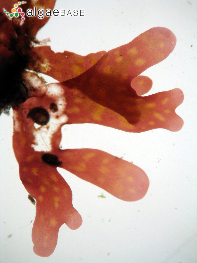 Acrosorium maculatum (Sonder ex Kützing) Papenfuss