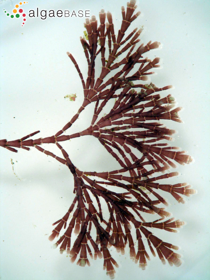 Arthrocardia flabellata (Kützing) Manza