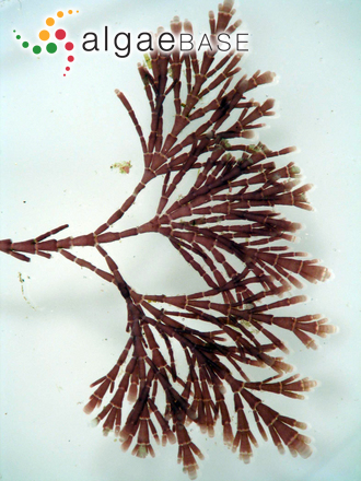 Arthrocardia flabellata (Kützing) Manza