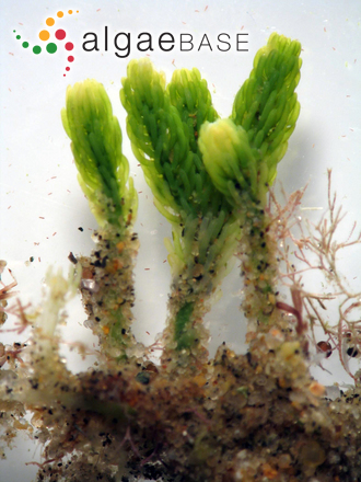 Caulerpa cupressoides (Vahl) C.Agardh