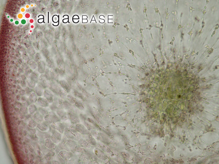 Gloiocladia repens (C.Agardh) N.Sánchez & Rodríguez-Prieto