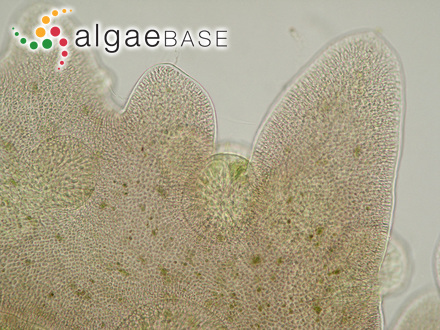 Kylinia microscopica (Nägeli ex Kützing) Kylin