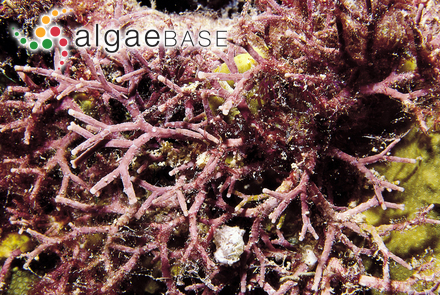 Dermatolithon corallinae (P.Crouan & H.Crouan) Foslie