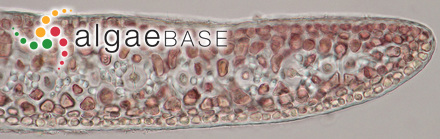 Gelidium pusillum var. pulvinatum (C.Agardh) Feldmann