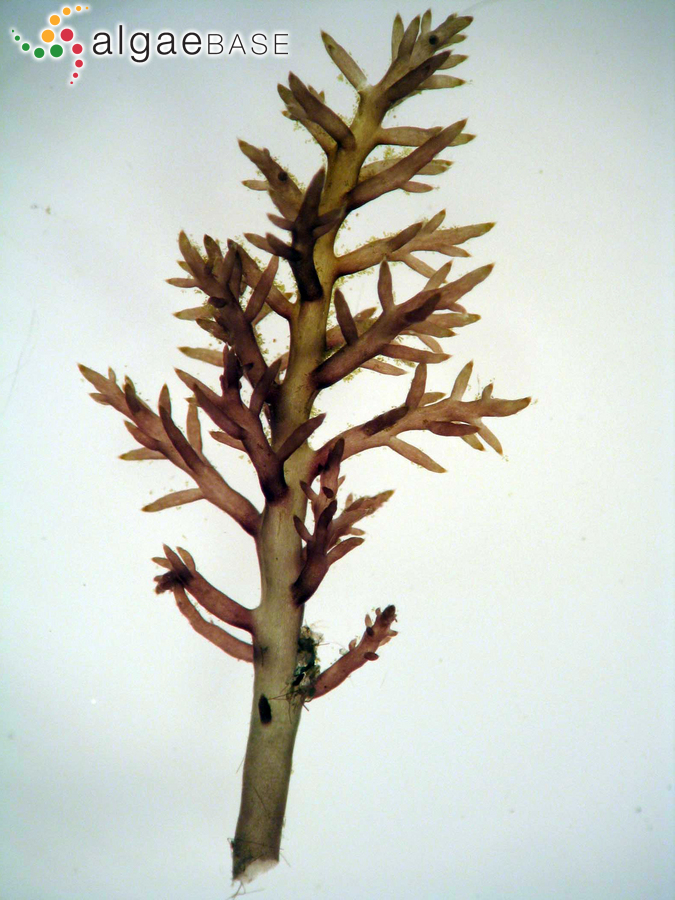 Chondria armata (Kützing) Okamura