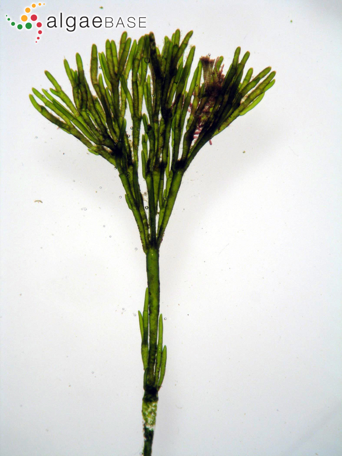 Cladophora prolifera (Roth) Kützing