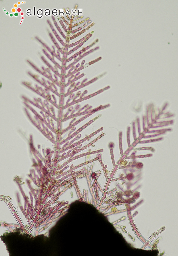 Gymnothamnion elegans (Schousboe ex C.Agardh) J.Agardh