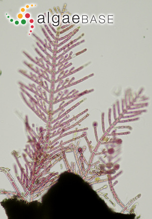 Gymnothamnion elegans (Schousboe ex C.Agardh) J.Agardh