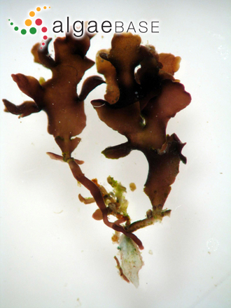 Gelidium foliaceum (Okamura) E.M.Tronchin