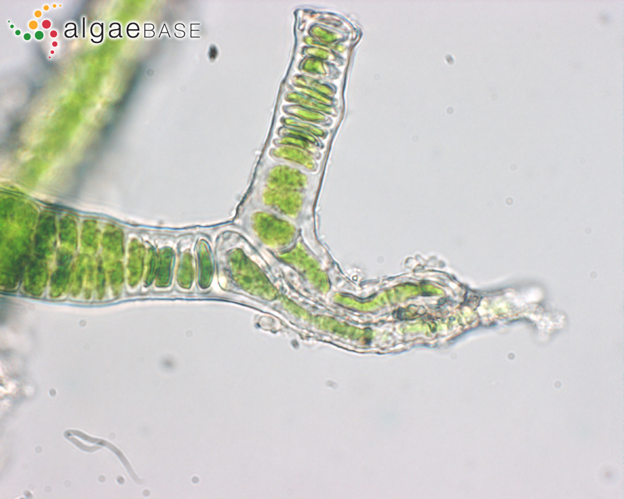 Rosenvingiellopsis constricta (Setchell & N.L.Gardner) Heesch, M.Pazoutová & Rindi