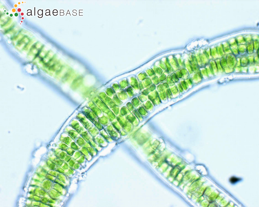 Rosenvingiella polyrhiza (Rosenvinge) P.C.Silva