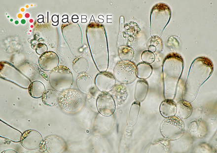 Helminthocladia calvadosii (J.V.Lamouroux ex Duby) Setchell