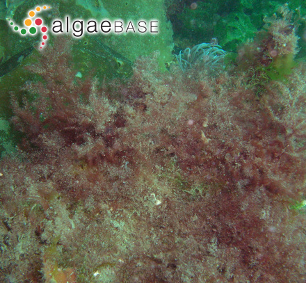 Audouinella endophytica (Batters) P.S.Dixon