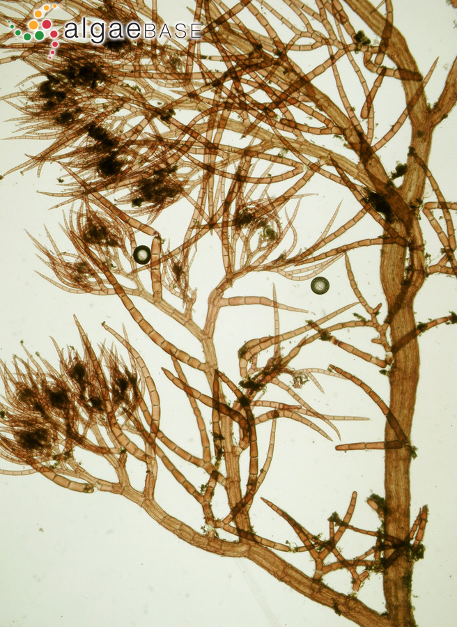 Dasysiphonia japonica (Yendo) H.-S.Kim