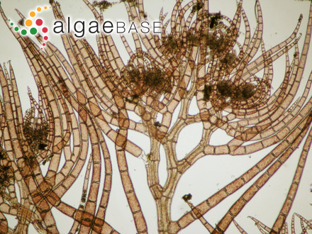 Dasysiphonia japonica (Yendo) H.-S.Kim