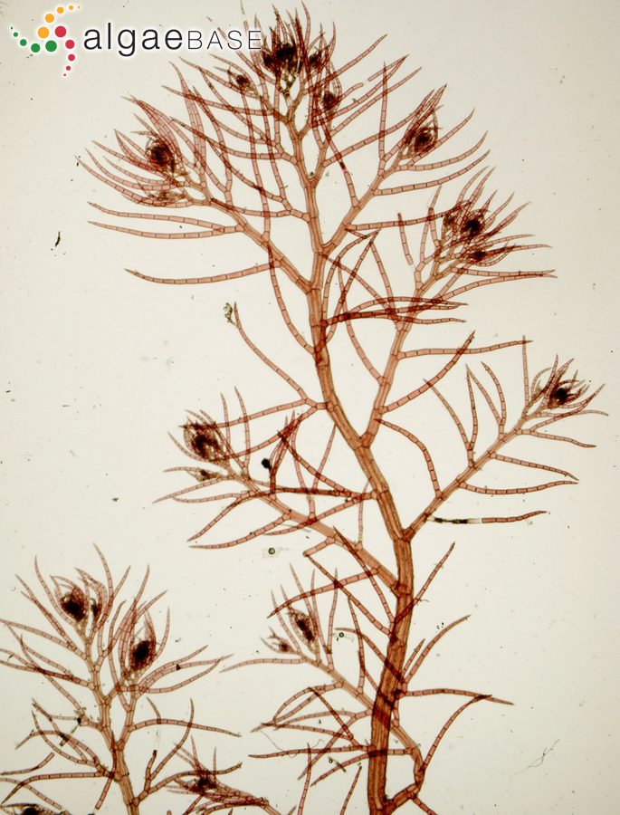 Dasysiphonia japonica (Yendo) H.-S.Kim