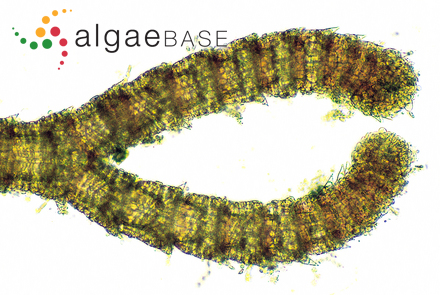 Centroceras clavulatum (C.Agardh) Montagne