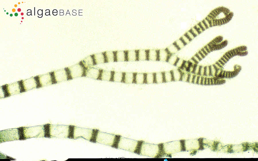 Pseudoceramium brevizonatum (H.E.Petersen) Barros-Barreto & Maggs