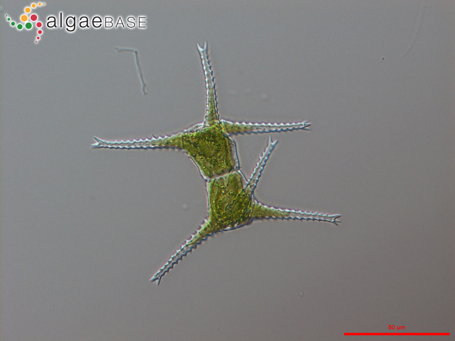 Staurastrum pingue var. planctonicum (Teiling) Coesel & Meesters