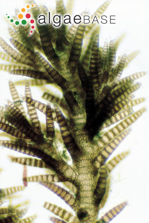 Spyridia hypnoides (Bory) Papenfuss