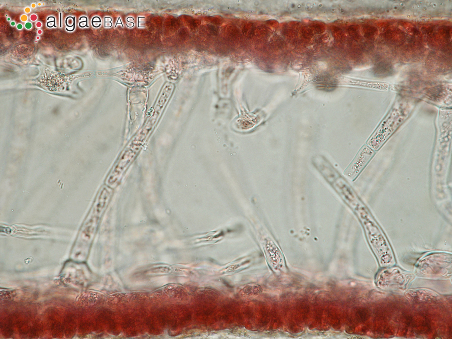 Neurocaulon foliosum (Meneghini) Zanardini ex Kützing