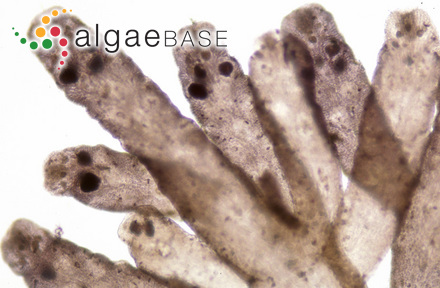 Callithamnion byssoides f. seirosporiferum Holmes & Batters