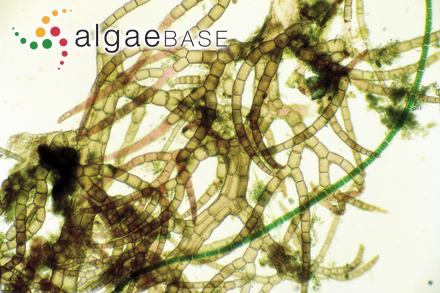 Heterosiphonia crispella (C.Agardh) M.J.Wynne