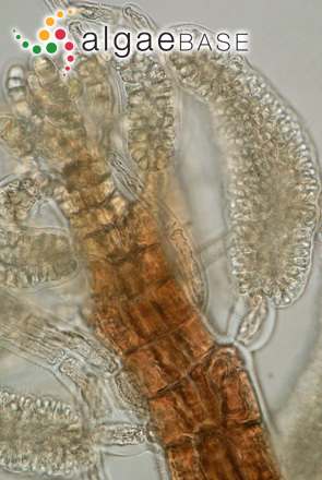 Leptosiphonia schousboei (Thuret) Kylin