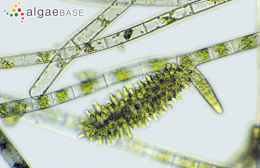 Feldmannia mitchelliae (Harvey) H.-S.Kim