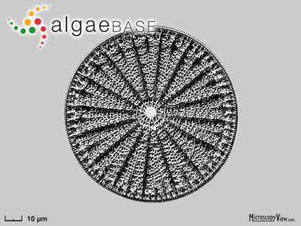 Arachnodiscus ornatus (Ehrenberg) Ehrenberg