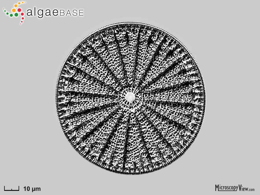 Arachnodiscus ornatus (Ehrenberg) Ehrenberg