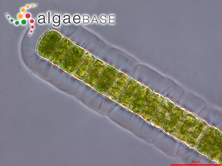 Griffithsia arachnoidea C.Agardh