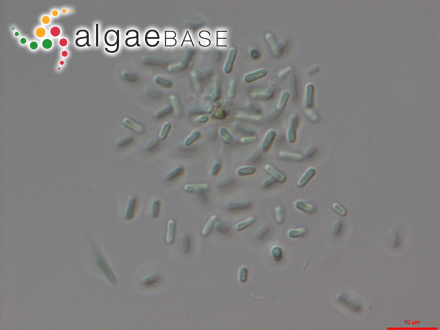 Synechococcus nidulans (Pringsheim) Komárek