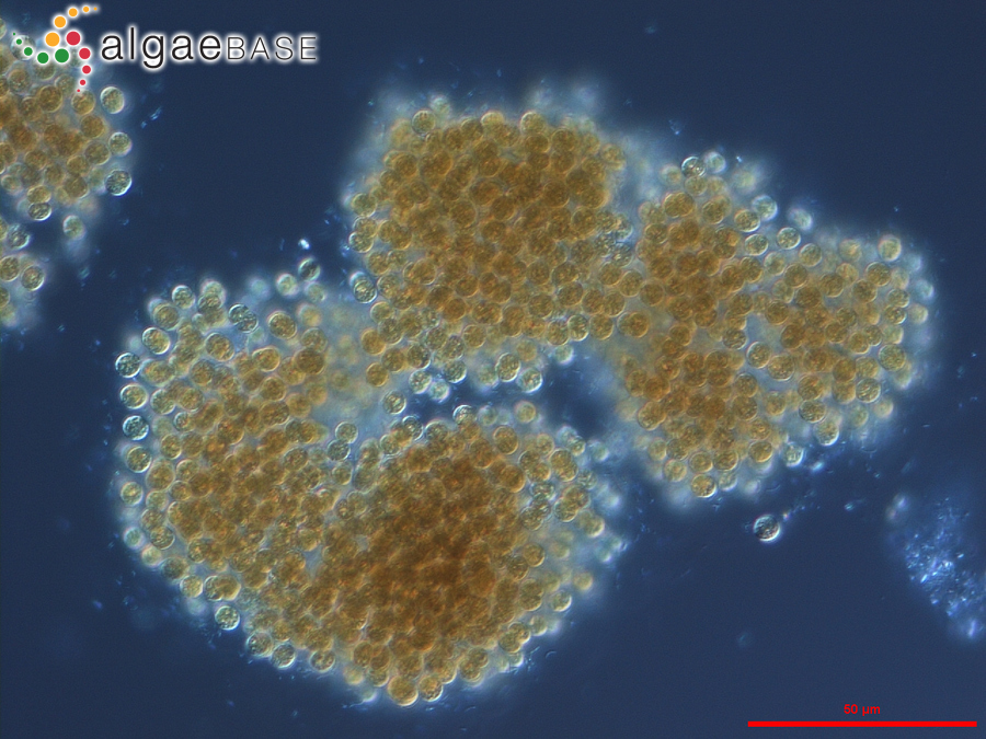 Microcystis novacekii (Komárek) Compère