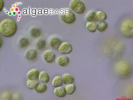 Tetraspora gelatinosa (Vaucher) Desvaux