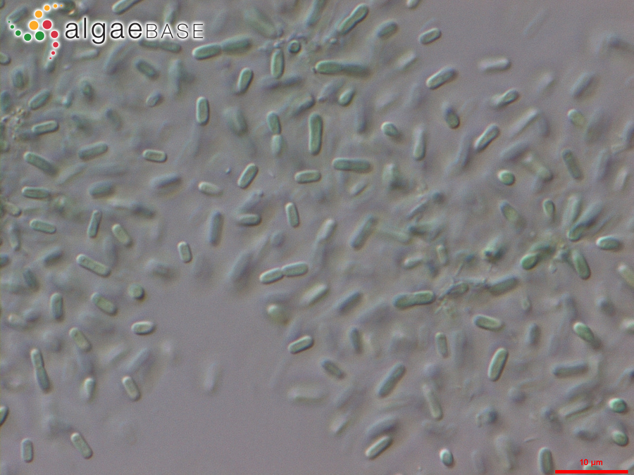 Synechococcus nidulans (Pringsheim) Komárek