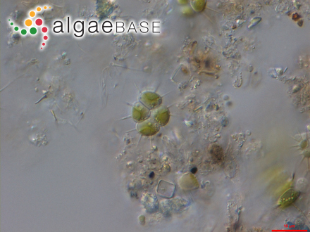Thamnoclonium proliferum Sonder