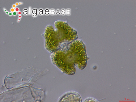 Euastrum elegans Ralfs