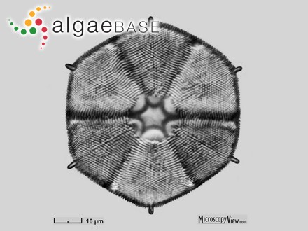 Actinoptychus hexagonus Grunow