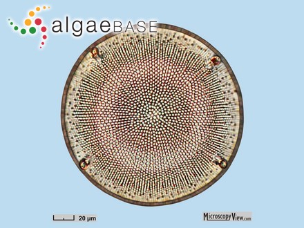 Aulacodiscus crux Ehrenberg