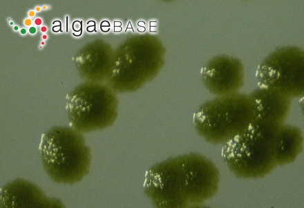 Cutleria cylindrica Okamura