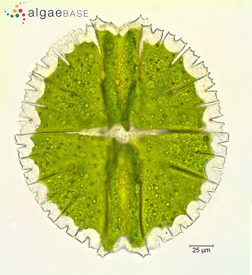 Petalonema alatum (Borzì ex Bornet & Flahault) Wolle