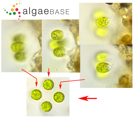 Tetrabaena socialis (Dujardin) H.Nozaki & M.Itoh