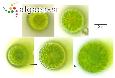 Penium margaritaceum Brébisson ex Ralfs