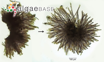 Audouinella pygmaea (Kützing) Weber Bosse