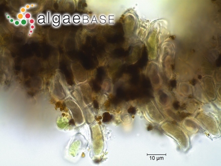 Audouinella pygmaea (Kützing) Weber Bosse